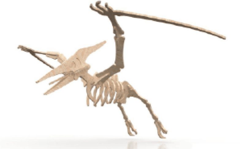 Esqueleto Completo de Pterodáctilo: Características y Curiosidades