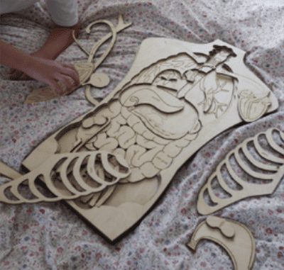 Anatomía Humana: Guía Completa y Funciones del Cuerpo