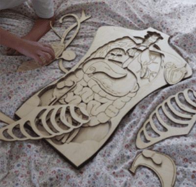 Anatomía Humana: Guía Completa y Funciones del Cuerpo