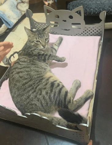 Cama Calada para Gato: Comodidad y Estilo para tu Mascota